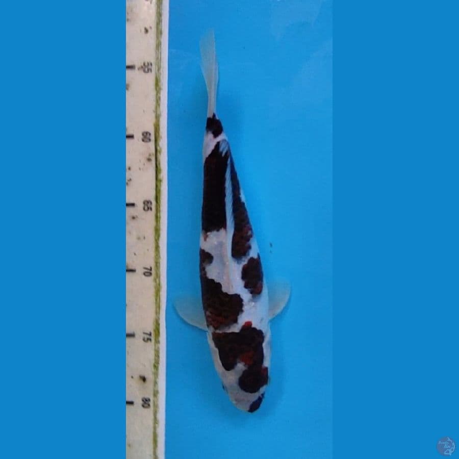 BUDO KOROMO 25 CM MALE