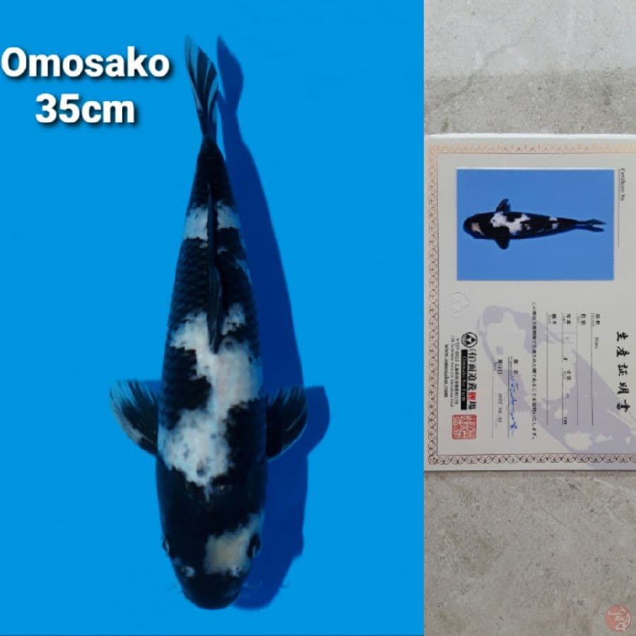 OMOSAKO SHIRO 35CM SERTI