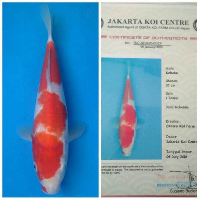 Okawa Kohaku