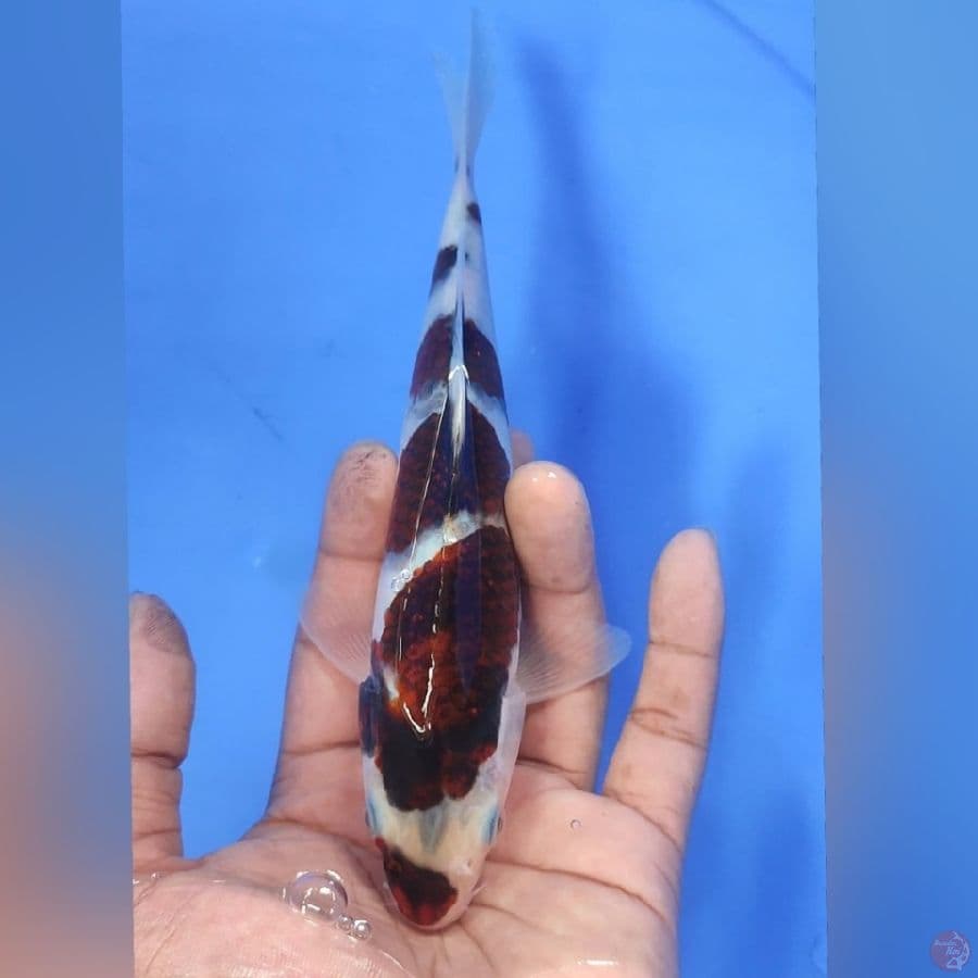 GOROMO 20CM