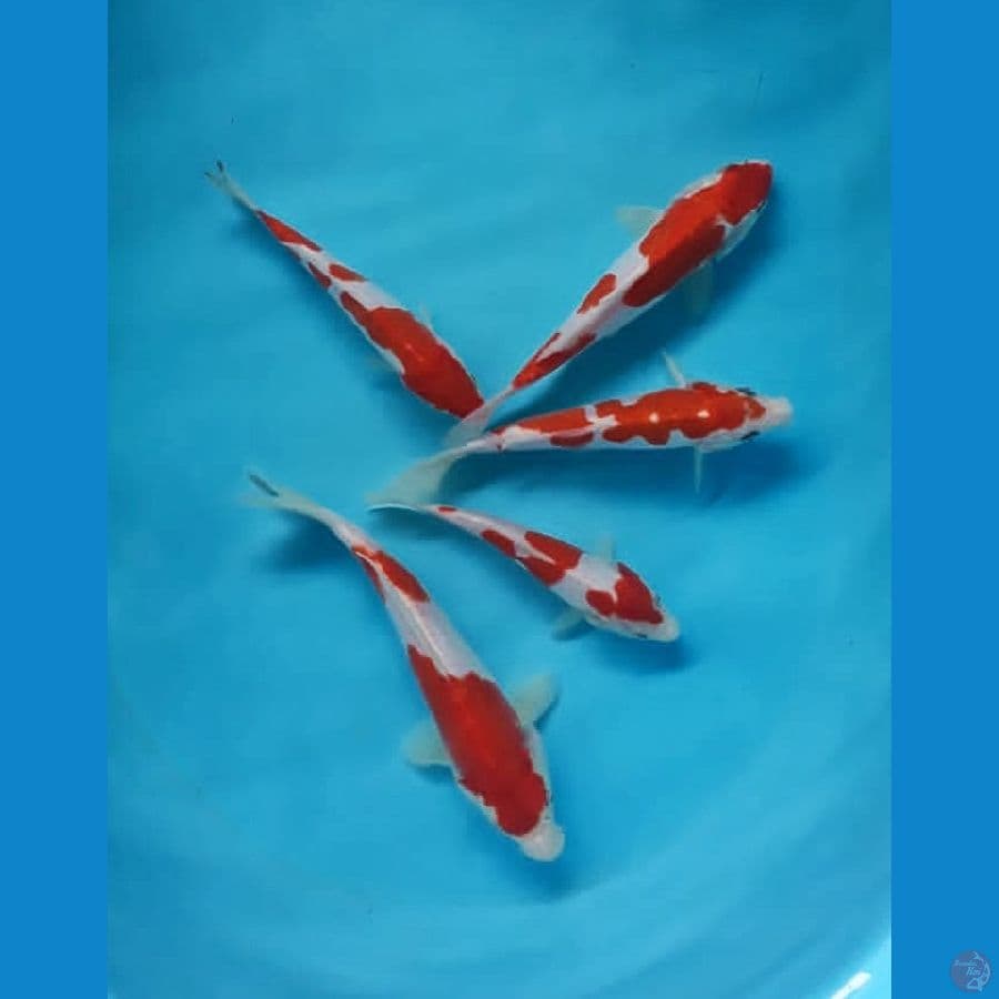 Kohaku Doit Murni Strong 15-22cm