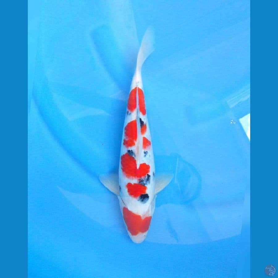 sanke tsubosumi SQ size 33 male body jos