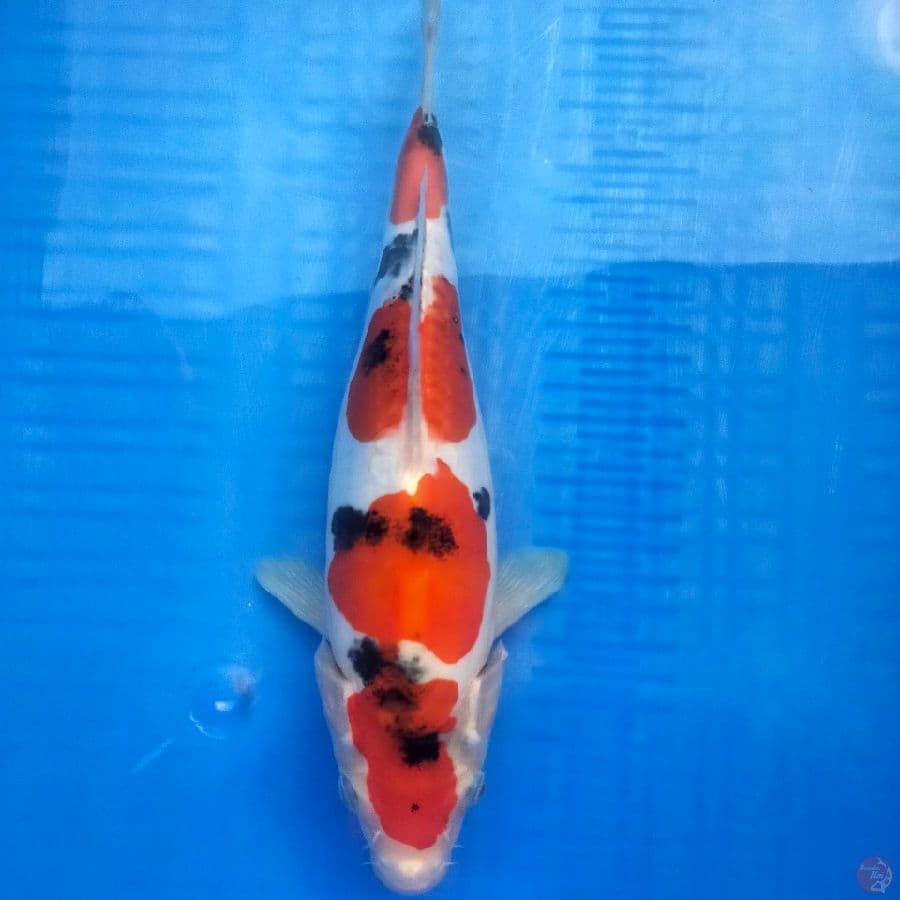 Sanke Doitsu 27 cm