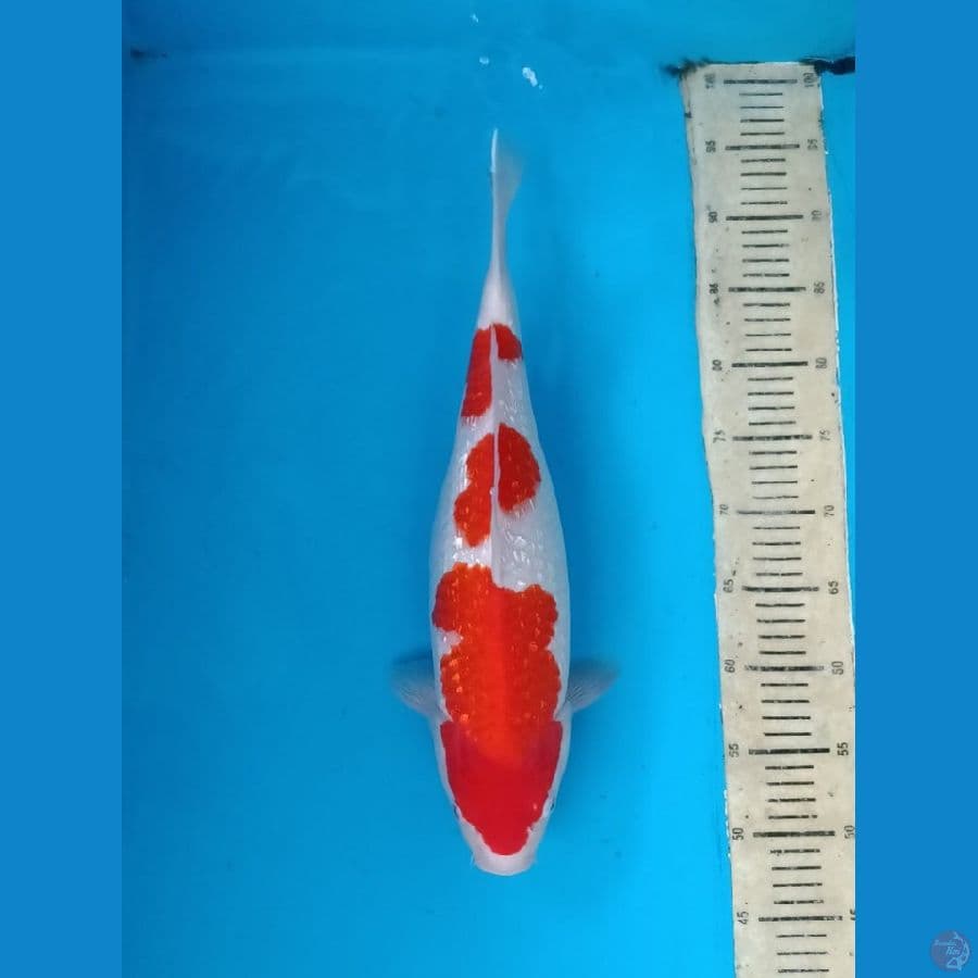 Ginrin Kohaku 45 cm