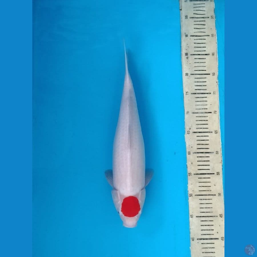 Tanco Kohaku