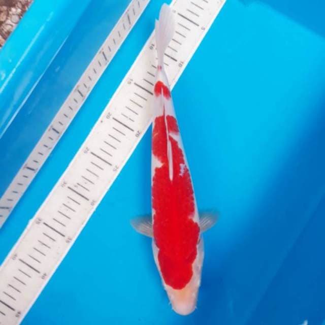 Kohaku red strong.