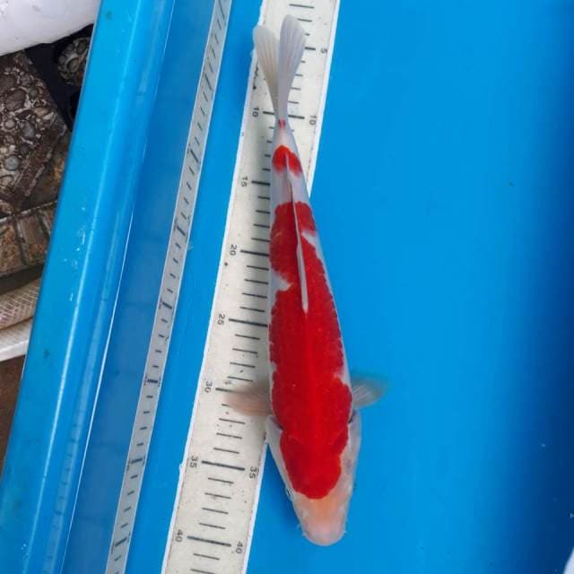 Kohaku red strong.