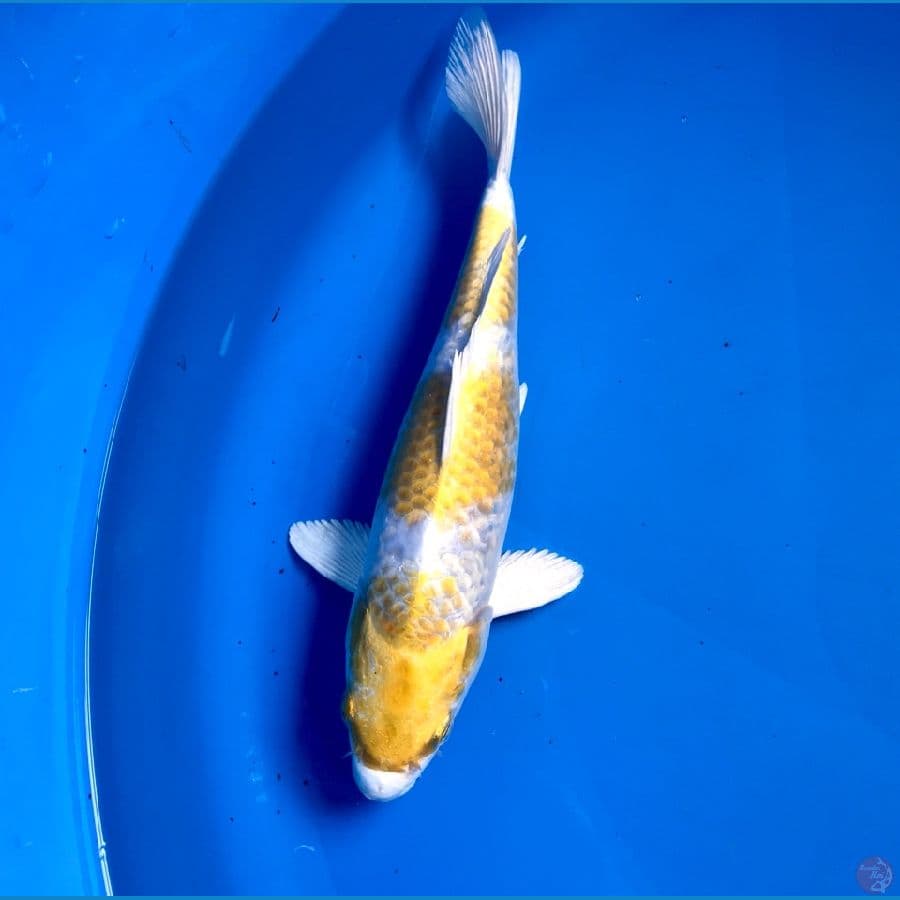 kirin 25cm