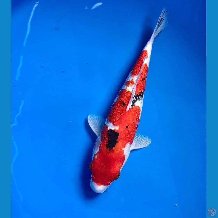 sanke ginrin 29cm