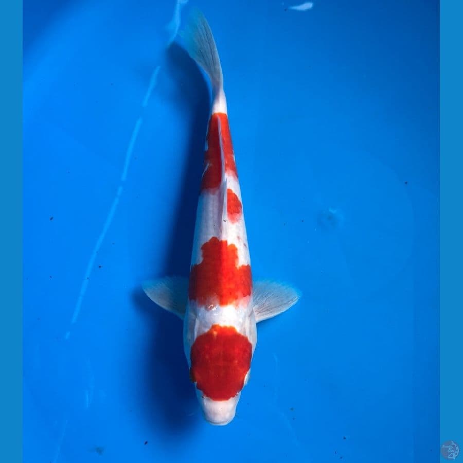 maruten kohaku 27cm