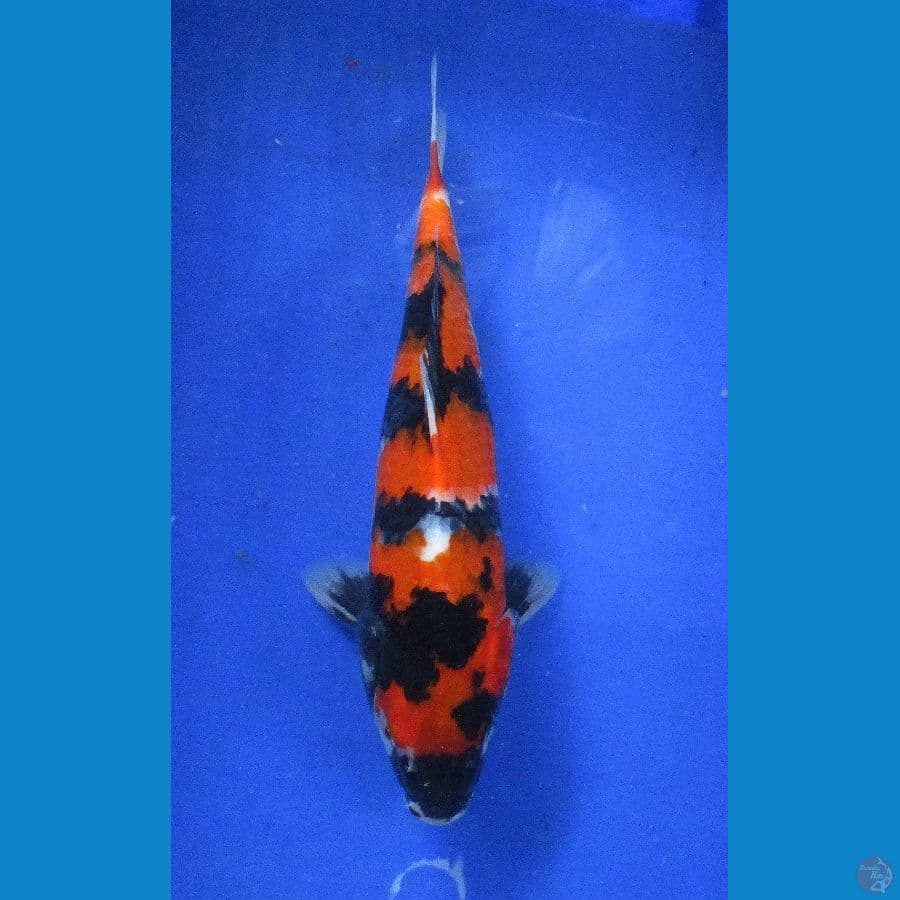 showa ±30cm