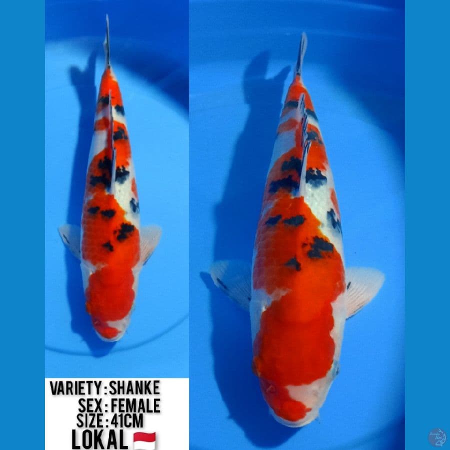 SANKE BAKAT JUMBO 41CM