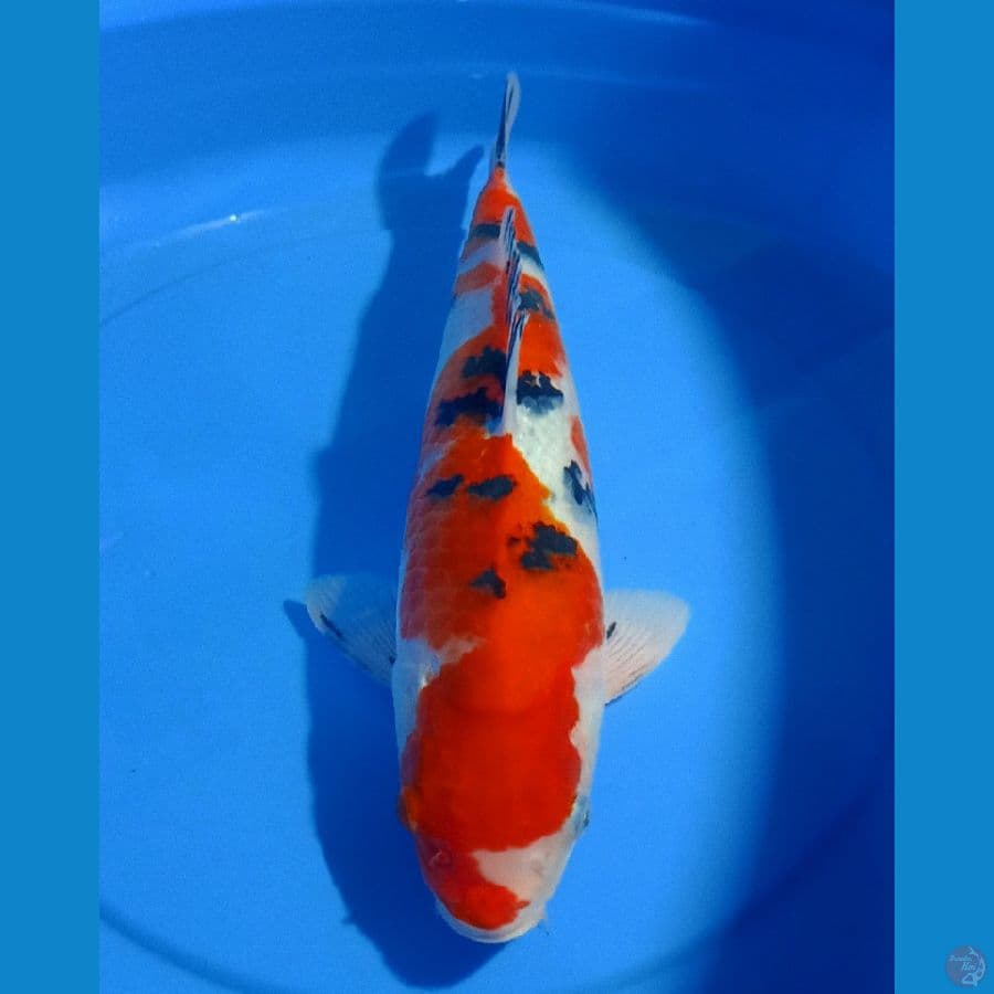 SANKE BAKAT JUMBO 41CM