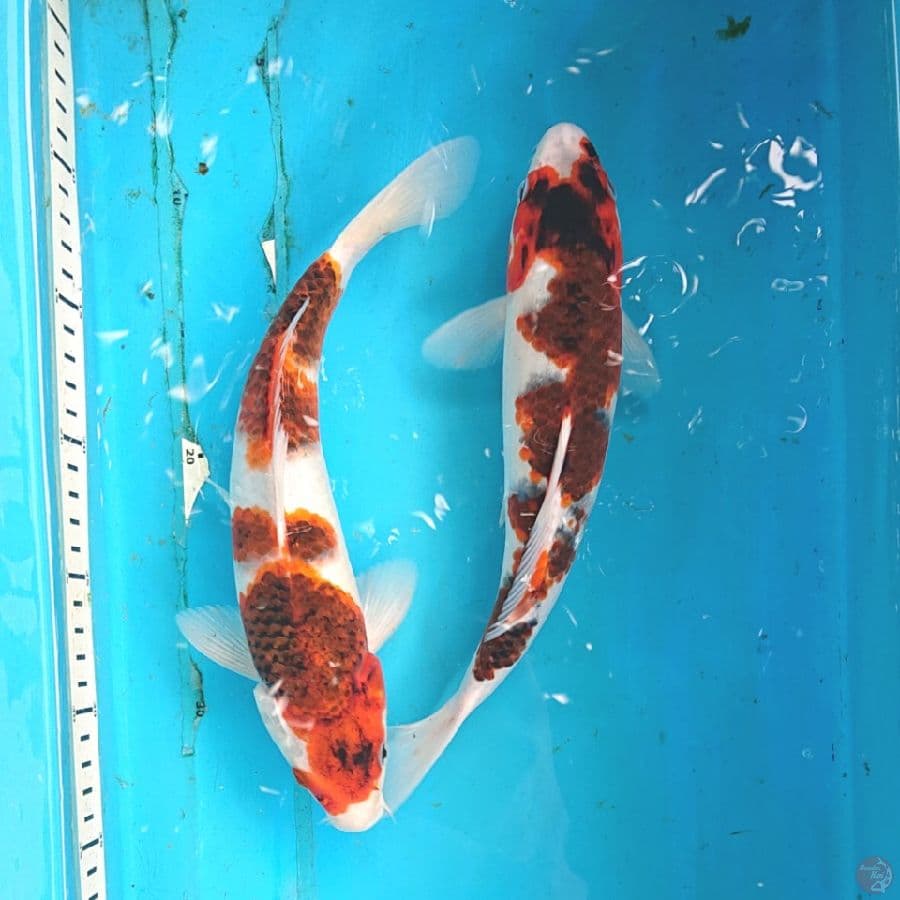 DUO GOROMO 27,28 CM