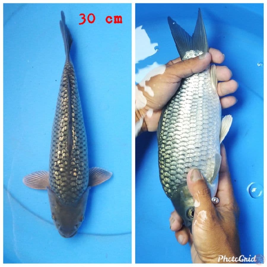 black diamond punuk onta 30 cm