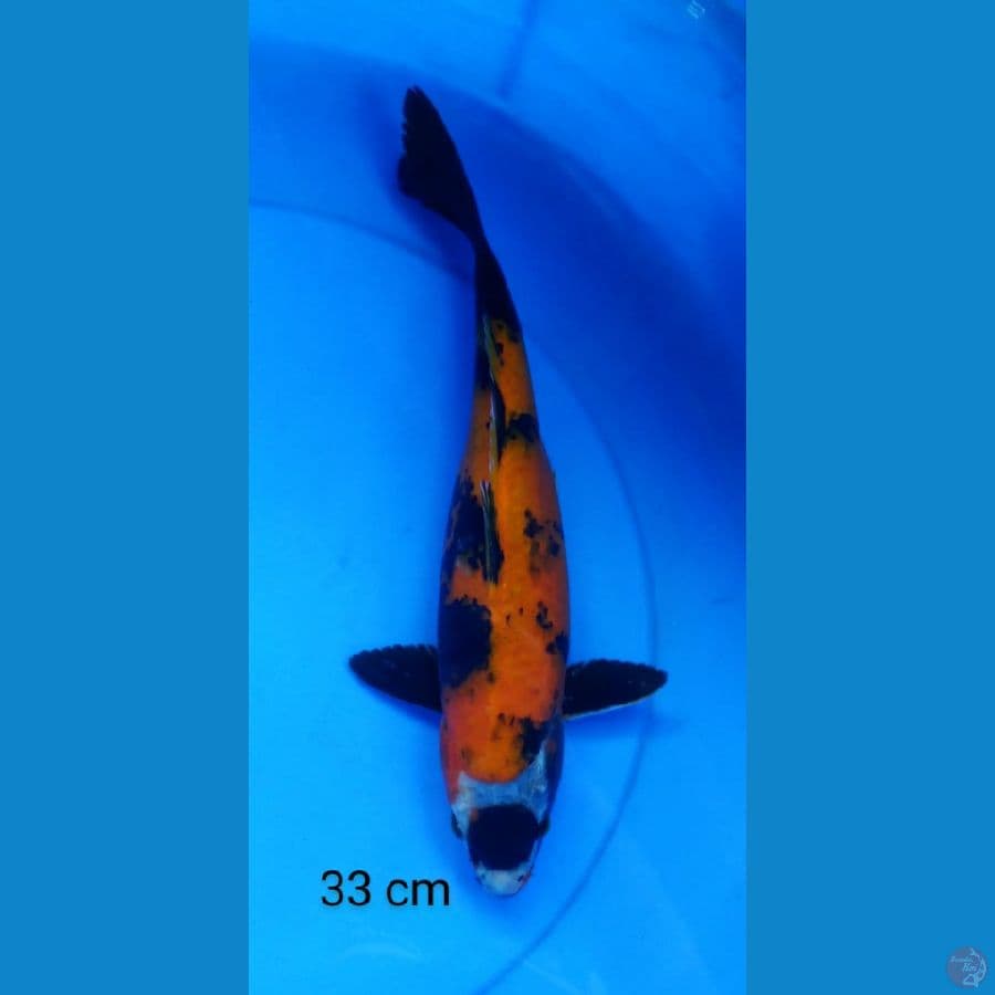 tancho showa mantap 33 cm