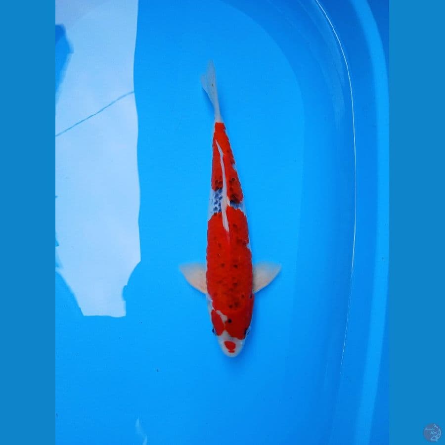 QQ GHOSIKI M36CM