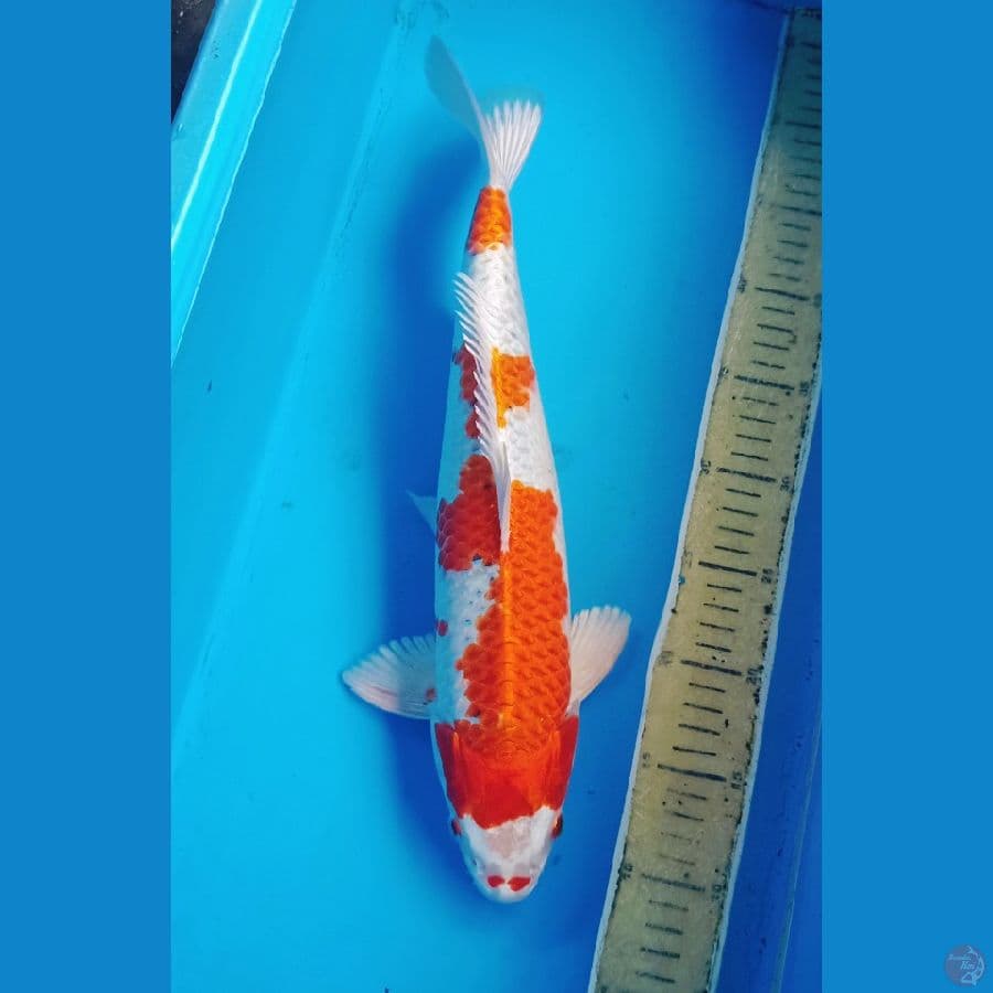 hariwake male 40cm