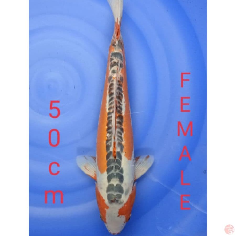 JUMBO SHUSUI 50 CM