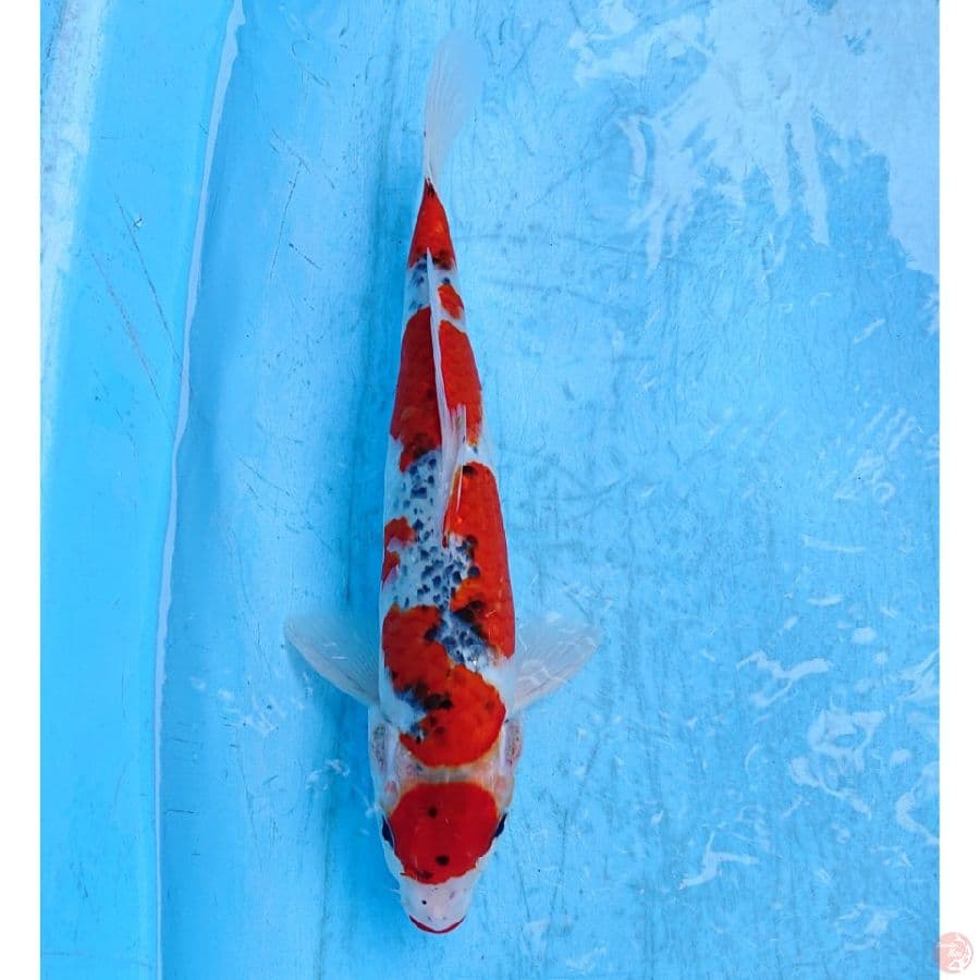 GHOSIKI 29 CM