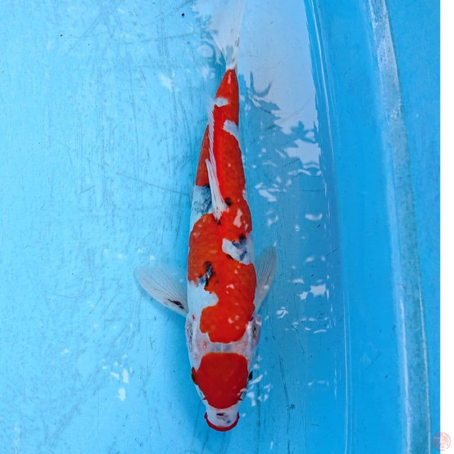 GHOSIKI 31 CM