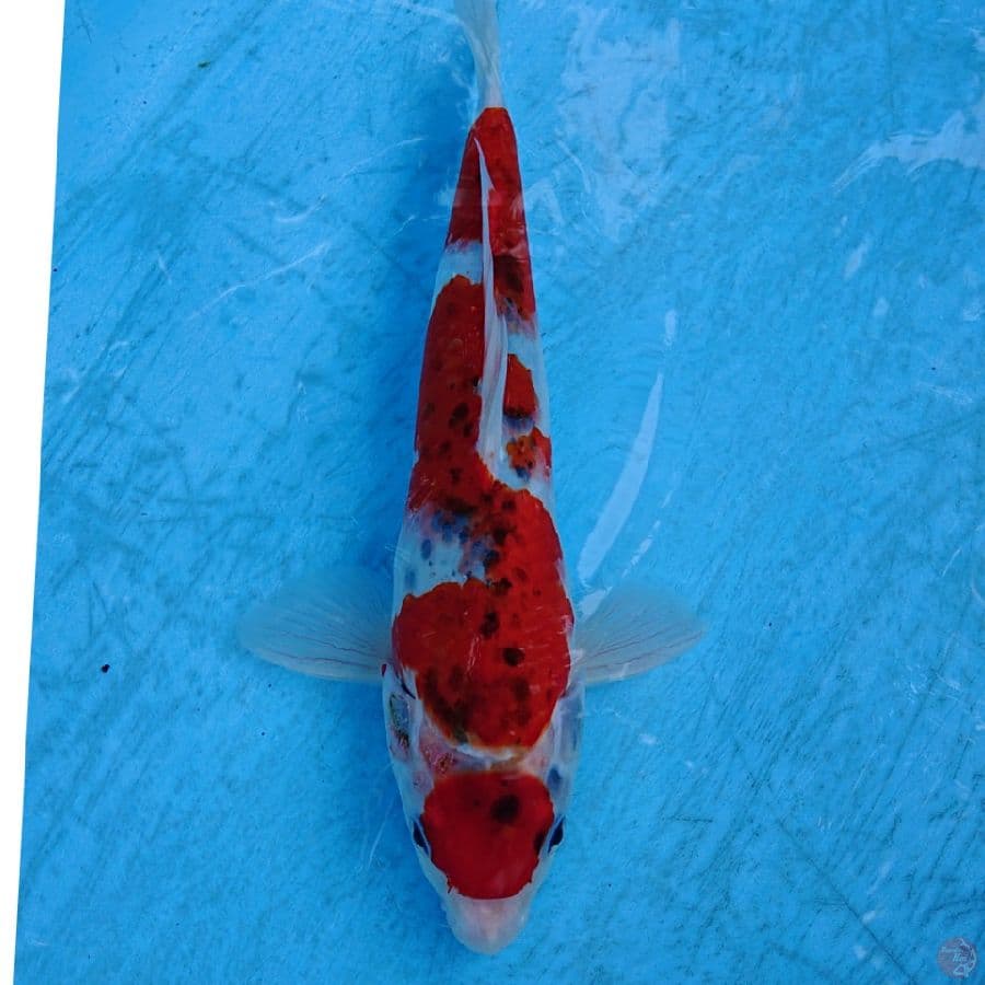 GHOSIKI 29 CM