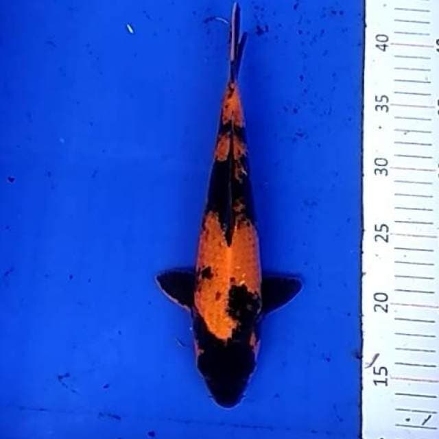Utsuri 27cm