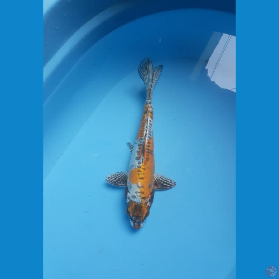 kiko 30 cm