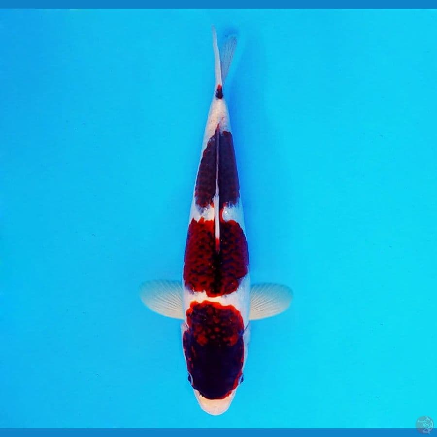 HANAKO 2 ~ Budo Goromo 24 cm/fm ®