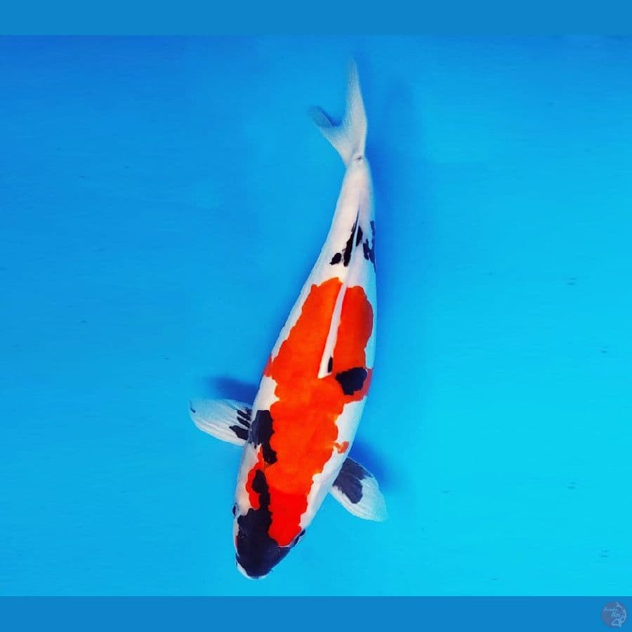 HANAKO 7 - Showa Doitsu 39 cm/fm ®