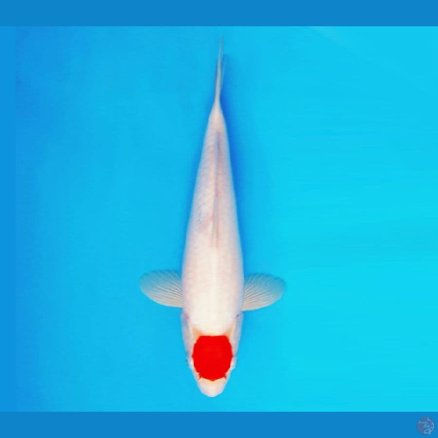 HANAKO 11 - Tancho 29 cm/fm ®