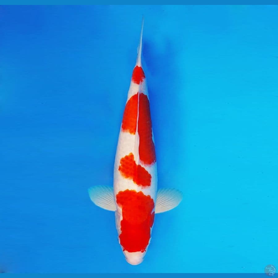 HANAKO 12 - Ai Goromo 37 cm/fm ®