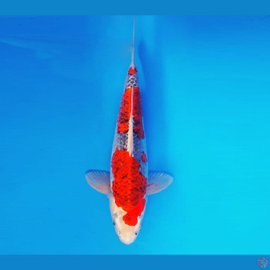 HANAKO 13 - Goshiki 33 cm/fm ®