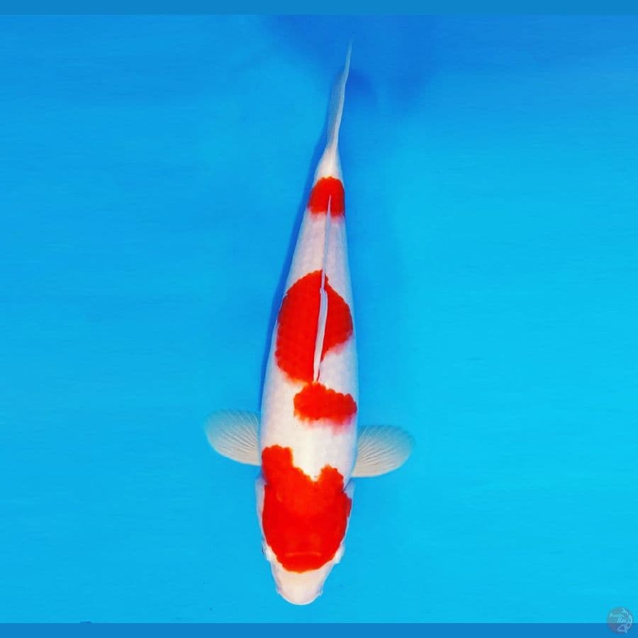 HANAKO 15 - Kohaku 35 cm/fm ®