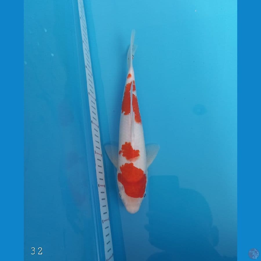 Kohaku | 32 cm