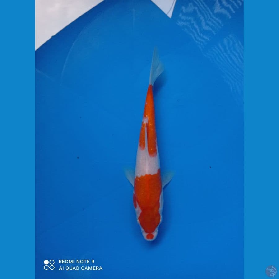 kohaku 23cm