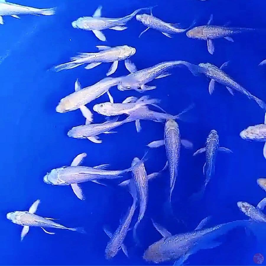 60 kumpay platinum 10-15 cm