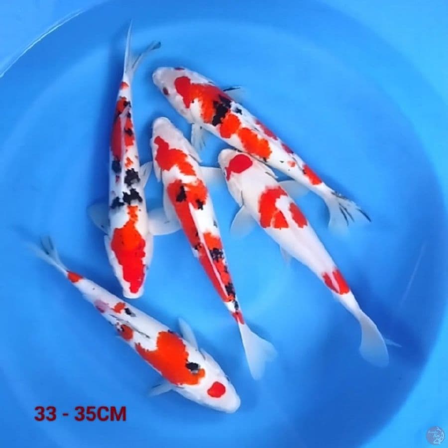 Mix Kohaku Sanke 33 - 35CM