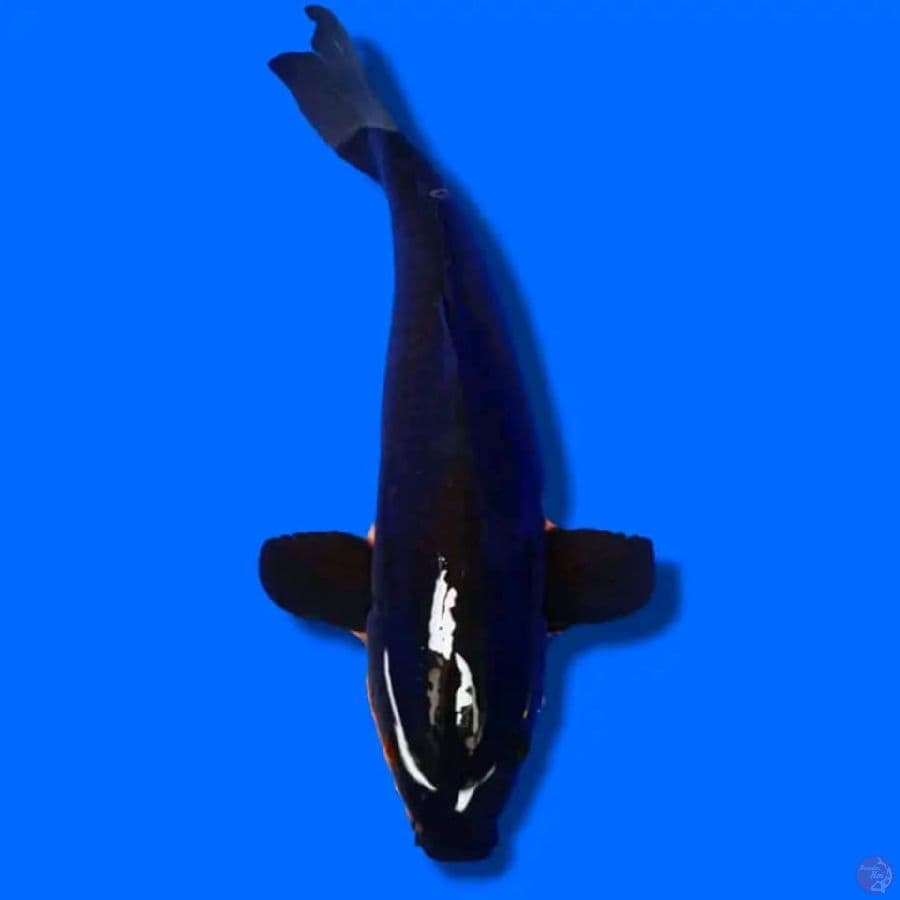QQ MALE 55CM BLACK CHAGOI (KARASU)