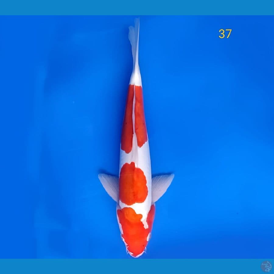 Kohaku Doitsuu