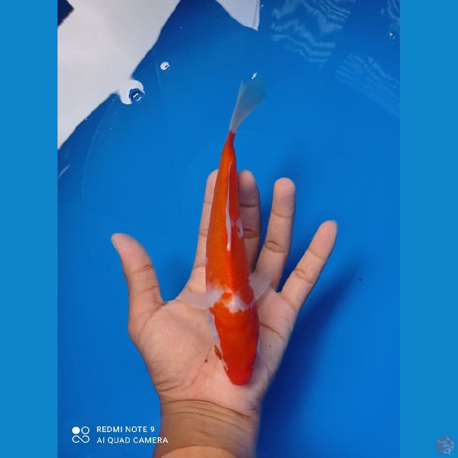 kohaku 24cm