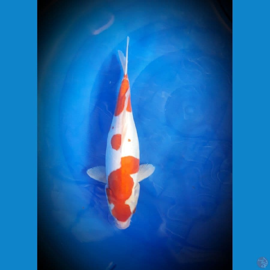 kohaku doitsu 35