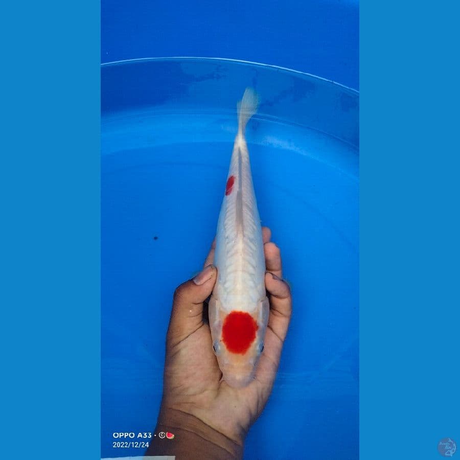 tanco kohaku 28cm
