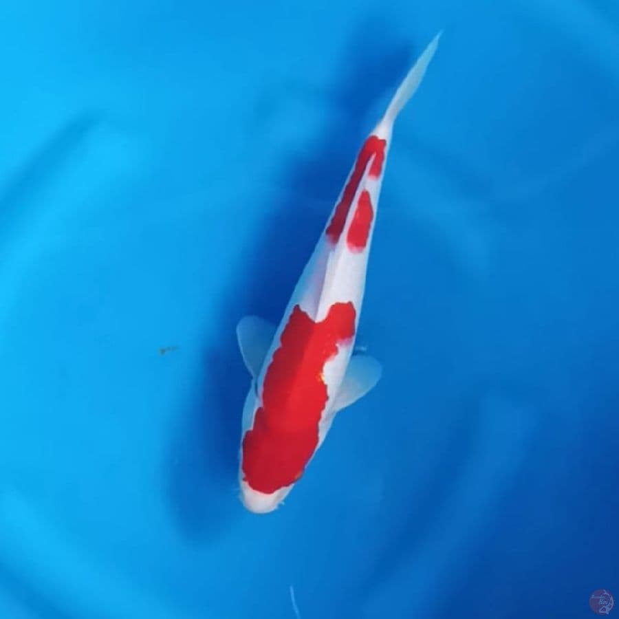 (27CM) KOHAKU MANTAP -M