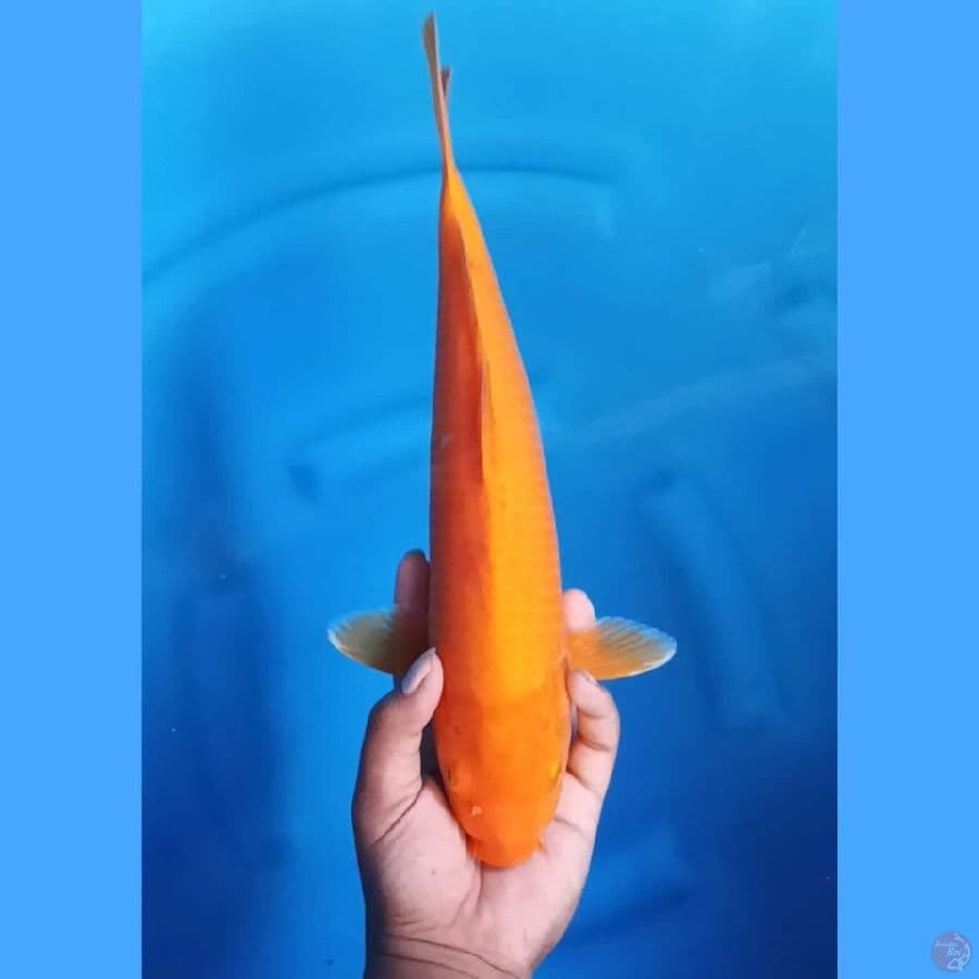 (38CM) RED KARASHI MATA MERAH -F
