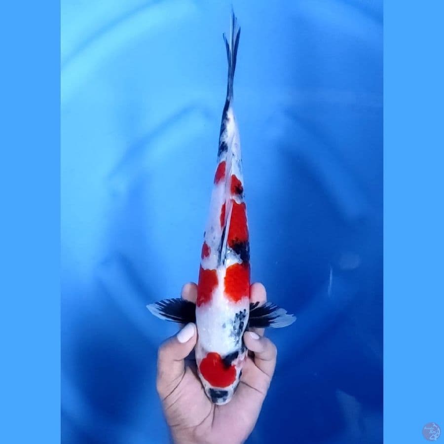 (33CM) MARUTEN SHOWA JOS -F