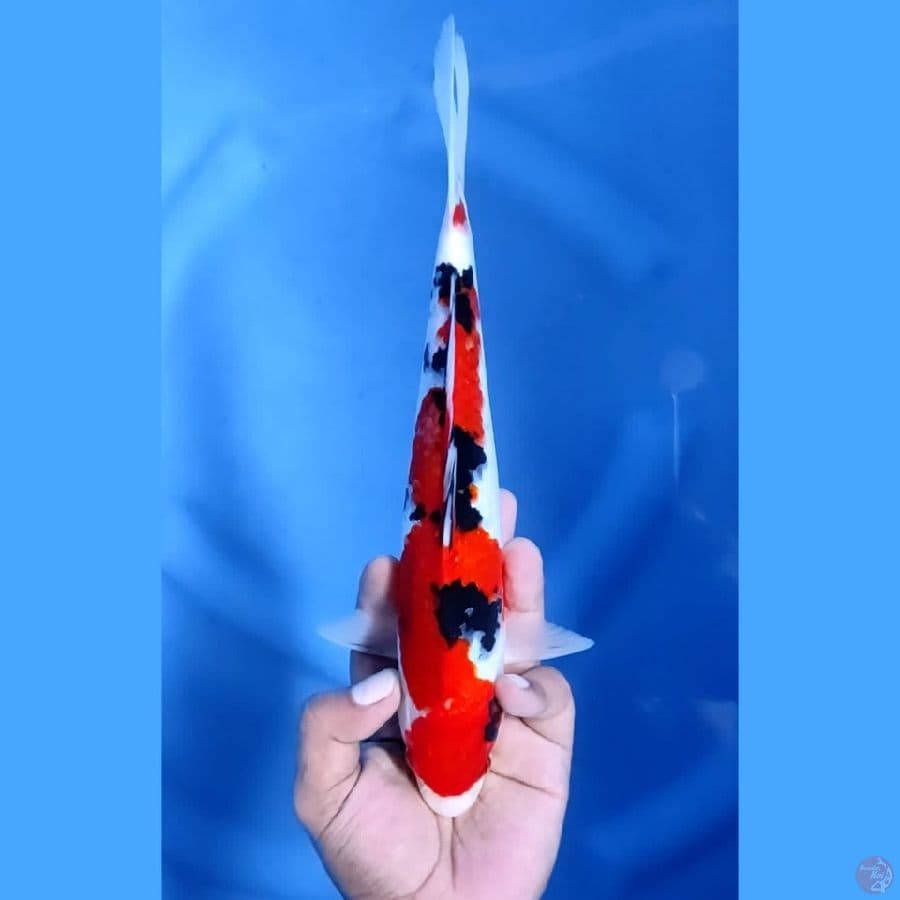 (27CM) TAISHO SANSHOKU -M