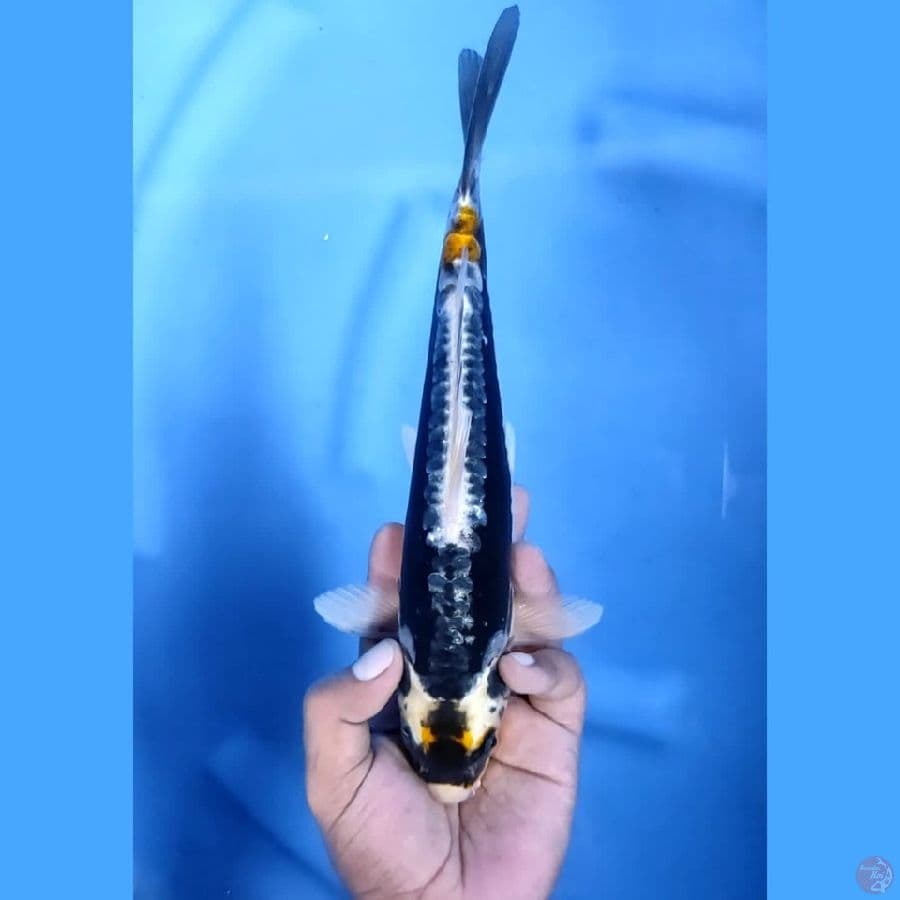(27CM) MARUTEN KABUTO -M