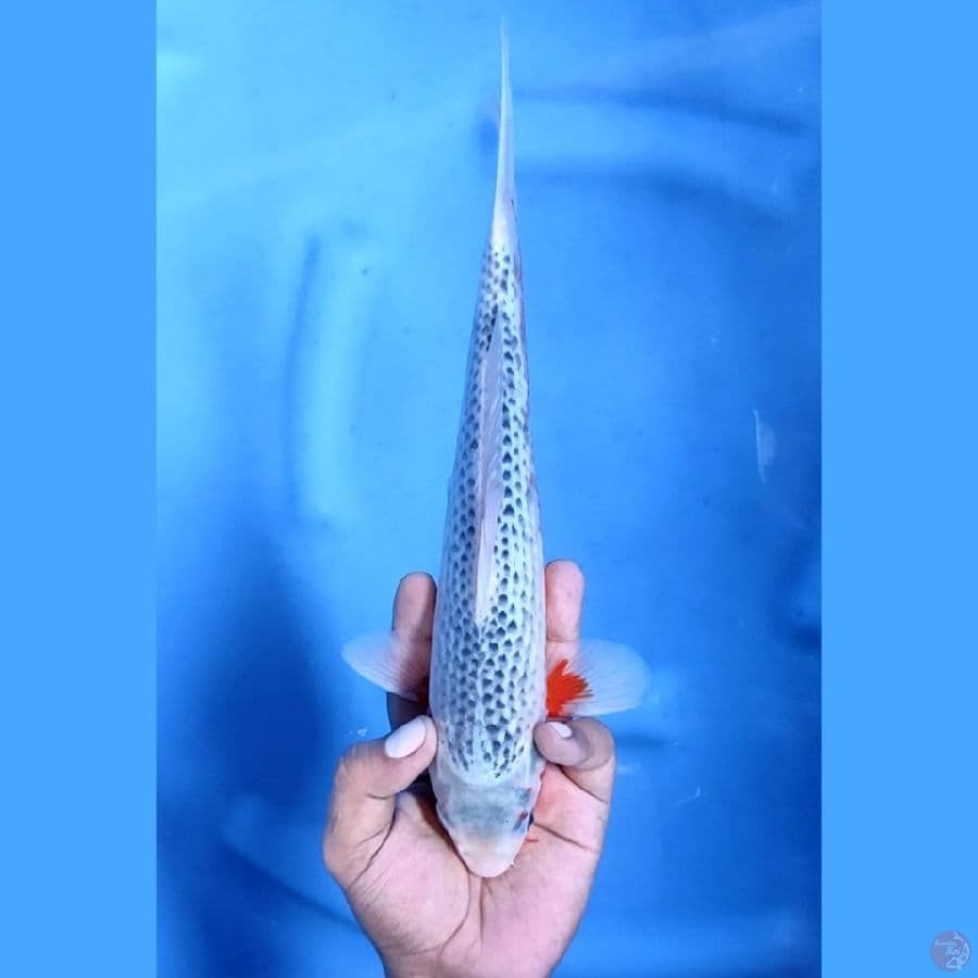 (29CM) ASAGI NTAP -M