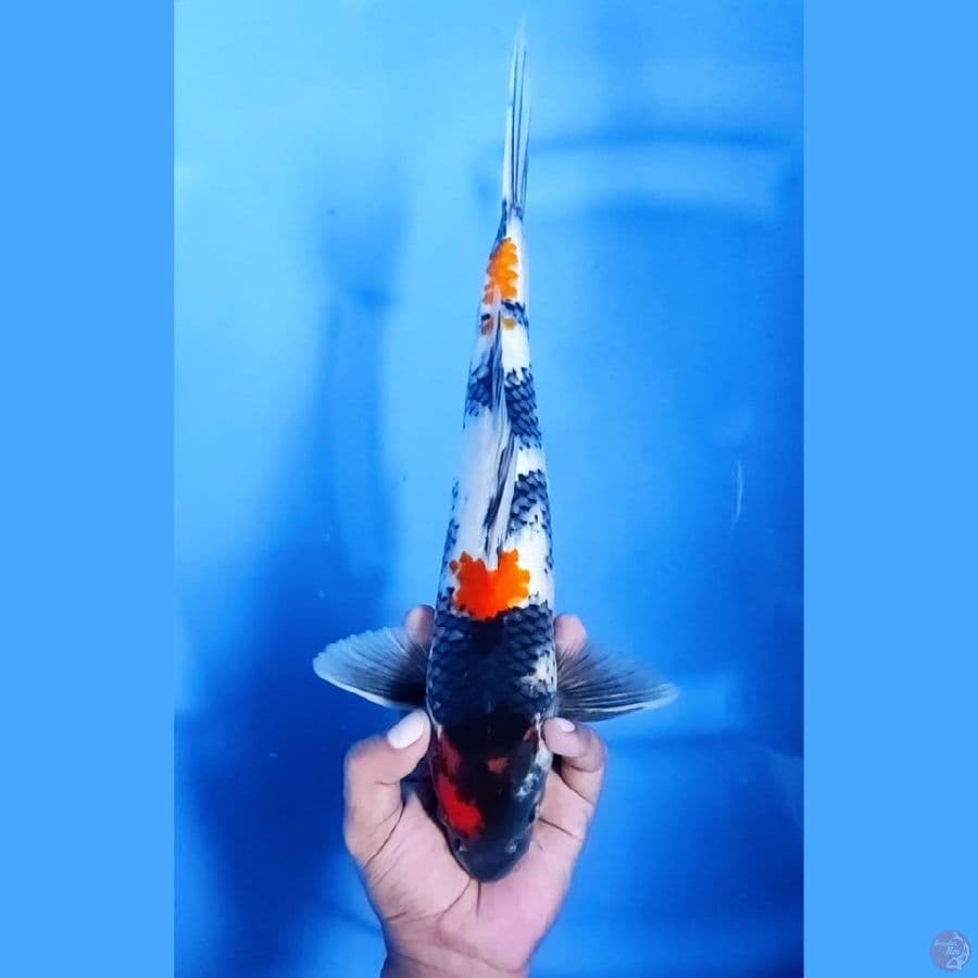 (34CM) SHOWA MANTAP -M